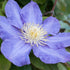 Clematis 'Diamantina®' (Clematis Hybride 'Diamantina®') - Violett - winterhart | Bild 1