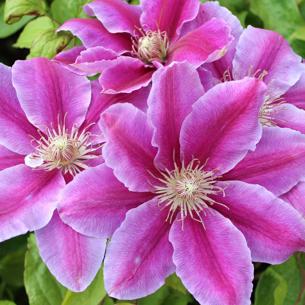 Clematis 'Dr. Ruppel' (Clematis Hybride 'Dr. Ruppel') - Rosa - winterhart - bienenfreundlich | Bild 1