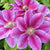 Clematis 'Dr. Ruppel' (Clematis Hybride 'Dr. Ruppel') - Rosa - winterhart - bienenfreundlich | Bild 1