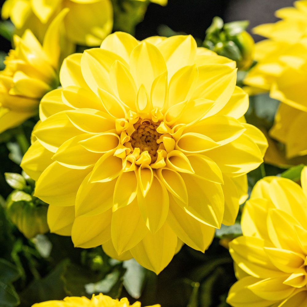 Dahlie (Dahlia Hybriden) - Gelb | Bild 1