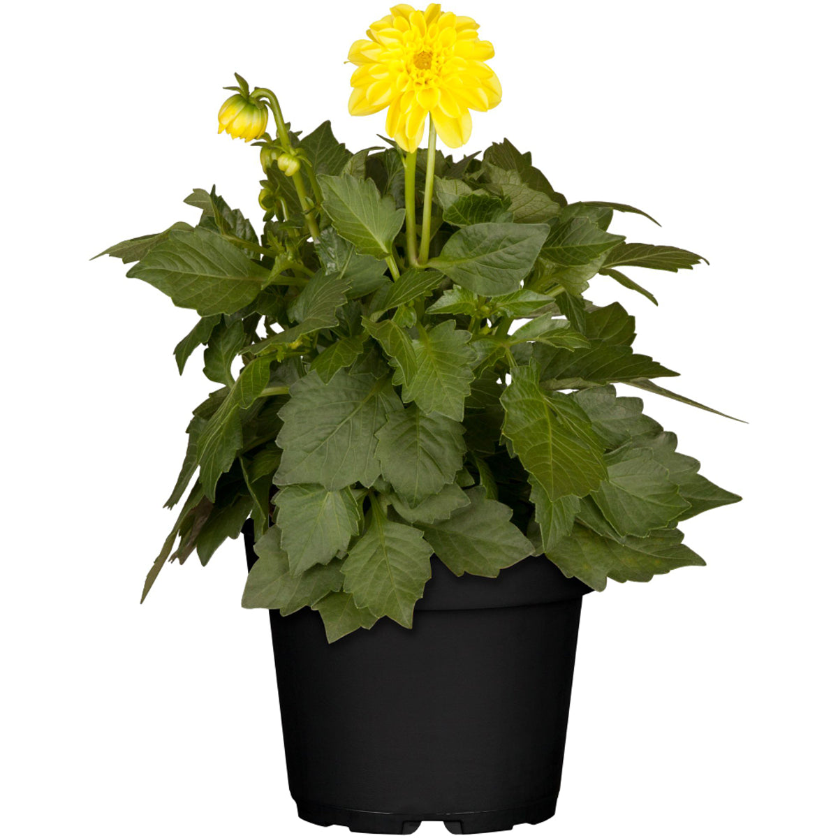 Dahlie (Dahlia Hybriden) - Gelb | Bild 2