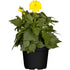 Dahlie (Dahlia Hybriden) - Gelb | Bild 2