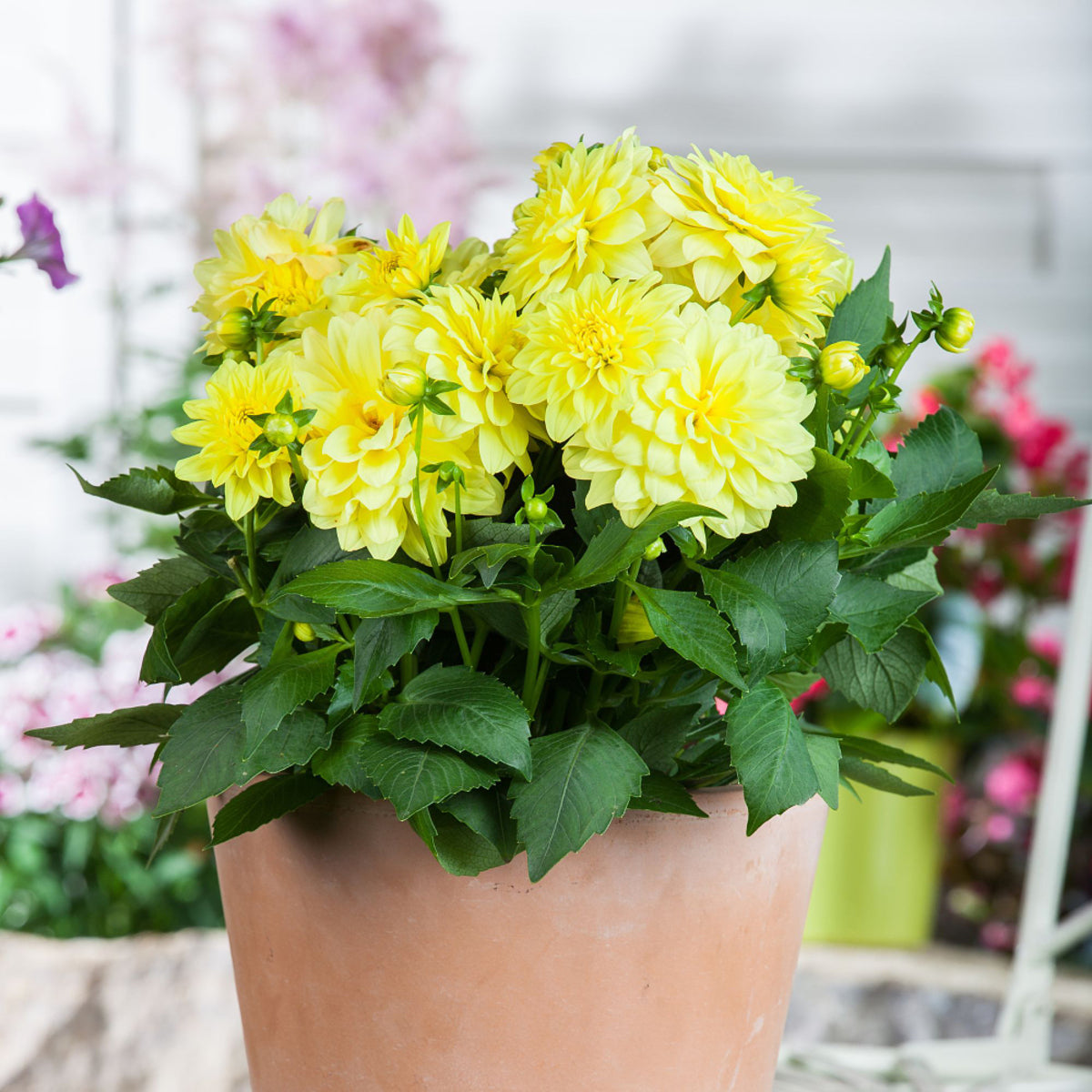 Dahlie (Dahlia Hybriden) - Gelb | Bild 3
