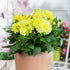 Dahlie (Dahlia Hybriden) - Gelb | Bild 3