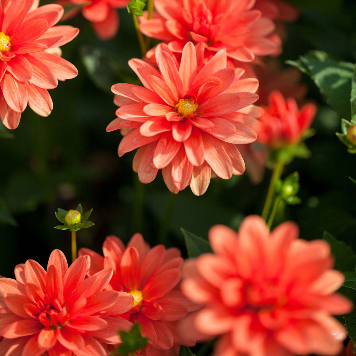 Dahlie (Dahlia Hybriden) - Orange | Bild 1