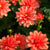 Dahlie (Dahlia Hybriden) - Orange | Bild 1