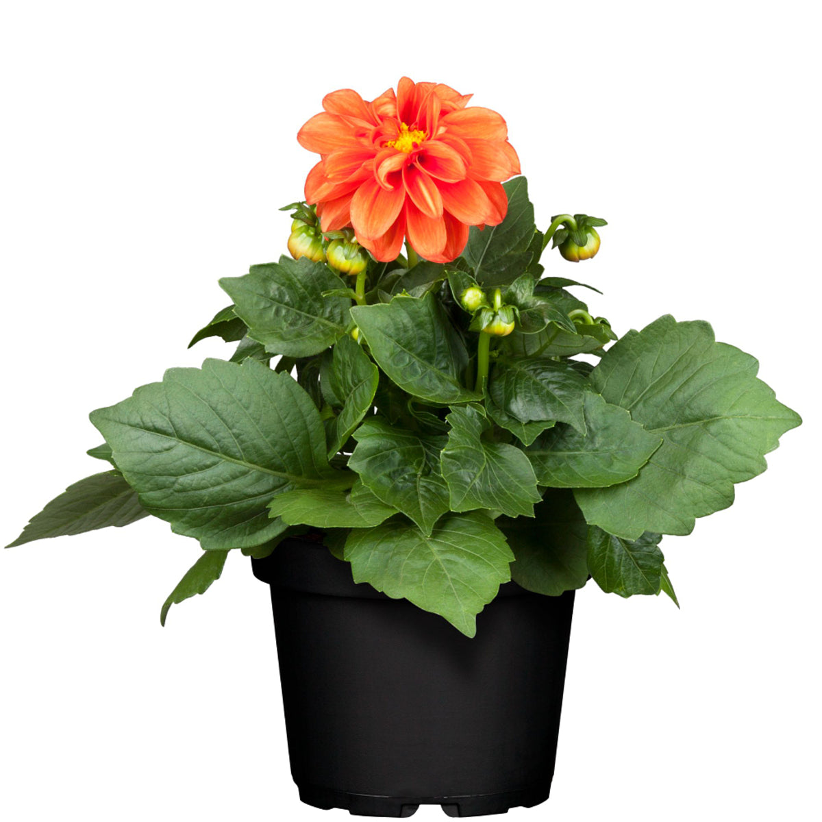 Dahlie (Dahlia Hybriden) - Orange | Bild 2