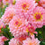 Dahlie (Dahlia Hybriden) - Rosa | Bild 2
