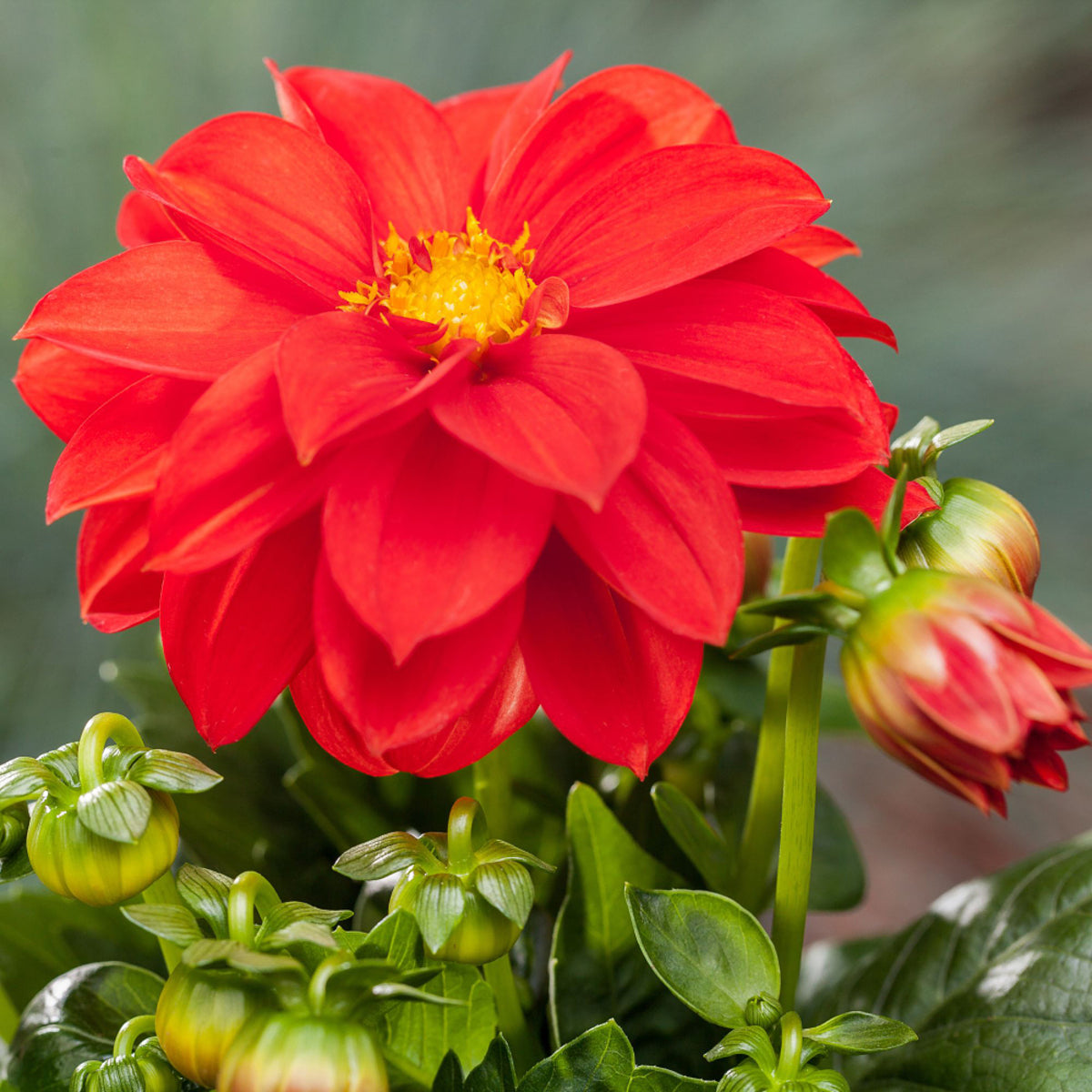 Dahlie (Dahlia Hybriden) - Rot | Bild 1