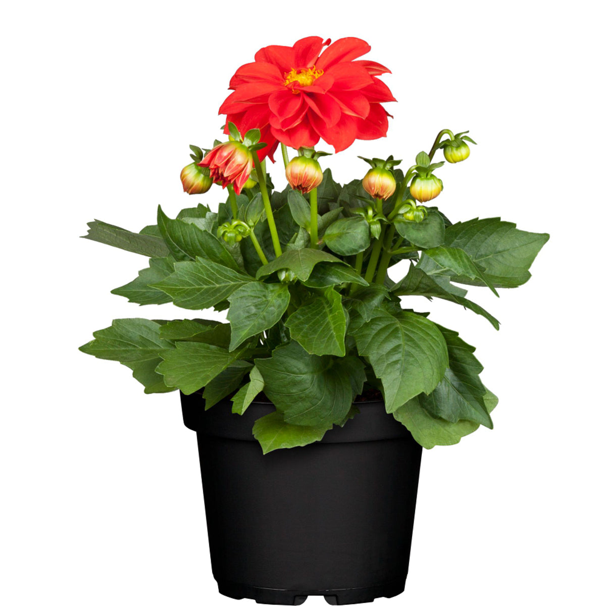 Dahlie (Dahlia Hybriden) - Rot | Bild 2