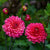 Dahlie (Dahlia Hybriden) - Violett | Bild 1
