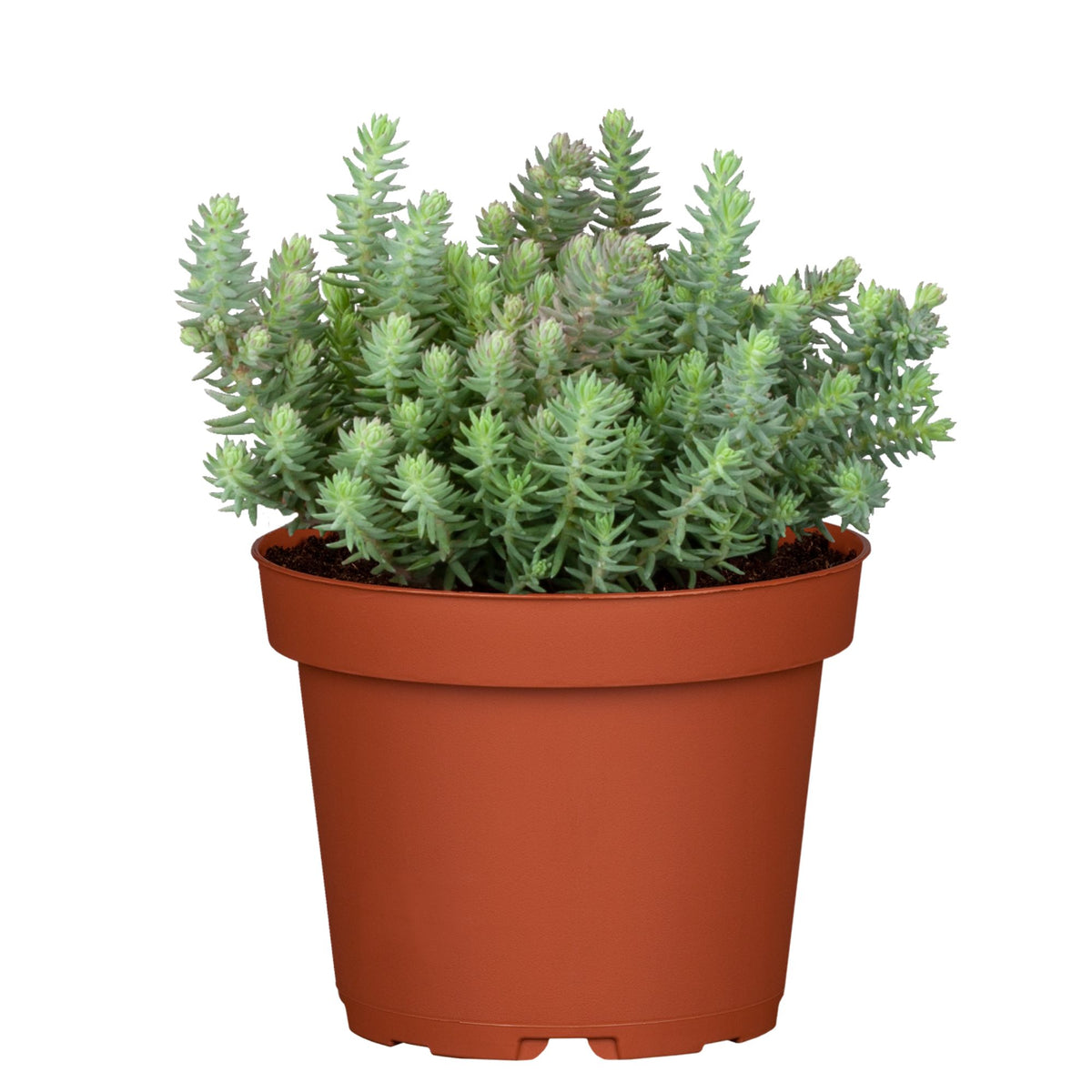 Dickrosettige Felsen-Fettblatt (Sedum reflexum) - Blau - winterhart | Bild 1