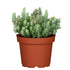 Dickrosettige Felsen-Fettblatt (Sedum reflexum) - Blau - winterhart | Bild 1
