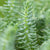 Dickrosettige Felsen-Fettblatt (Sedum reflexum) - Blau - winterhart | Bild 2