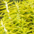 Dickrosettige Felsen-Fettblatt (Sedum reflexum) - Gelb - winterhart | Bild 2