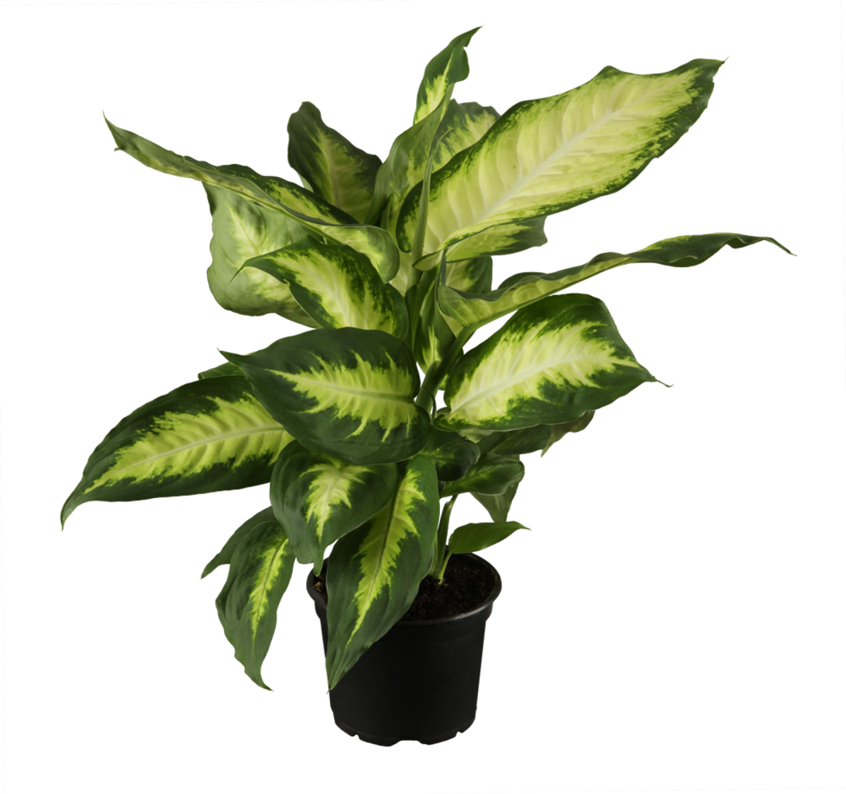 Dieffenbachie 'Camilla' (Dieffenbachia Hybride 'Camilla') - Grün - immergrün | Bild 1