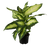 Dieffenbachie 'Camilla' (Dieffenbachia Hybride 'Camilla') - Grün - immergrün | Bild 1