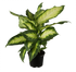 Dieffenbachie 'Camilla' (Dieffenbachia Hybride 'Camilla') - Grün - immergrün | Bild 1