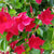 Dipladenia 'Sundaville®' Busch (Dipladenia sanderi 'Sundaville®') - Rosa - immergrün - winterhart | Bild 2
