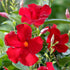 Dipladenia 'Sundaville®' Busch (Dipladenia sanderi 'Sundaville®') - Rot - immergrün - winterhart | Bild 2