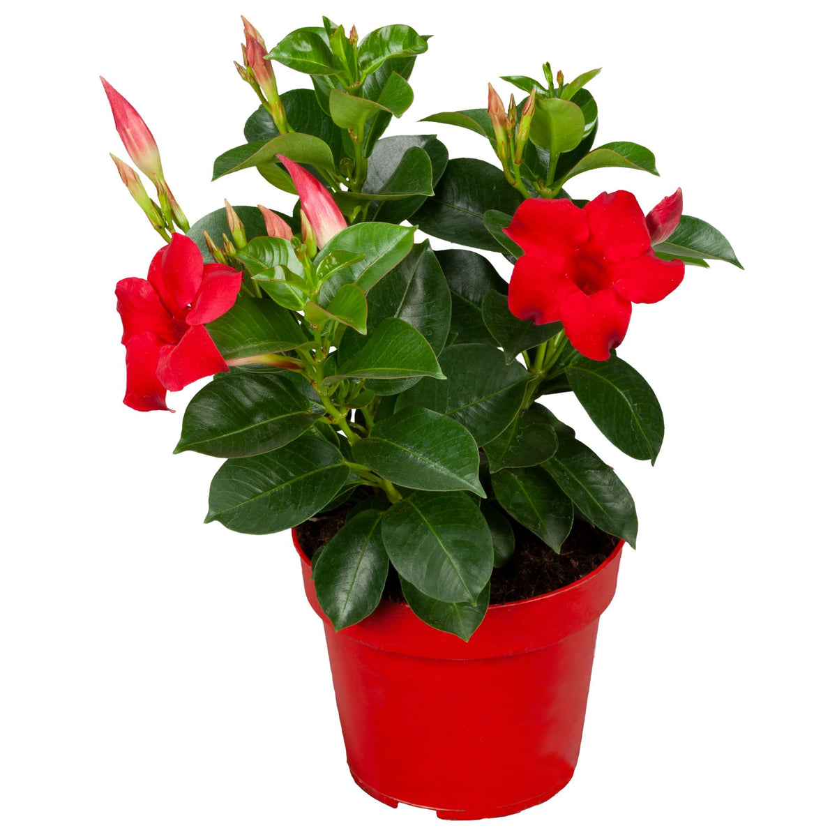Dipladenie (Dipladenia sanderi) - Rot - immergrün - winterhart | Bild 1