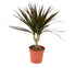 Dracaena magenta (Dracaena marginata 'Magenta') - Grün | Bild 1