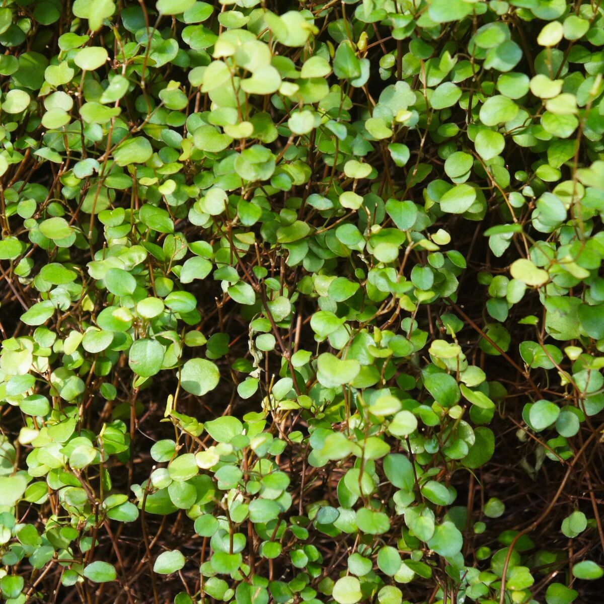 Drahtstrauch (Muehlenbeckia complexa) - Grün - winterhart | Bild 1