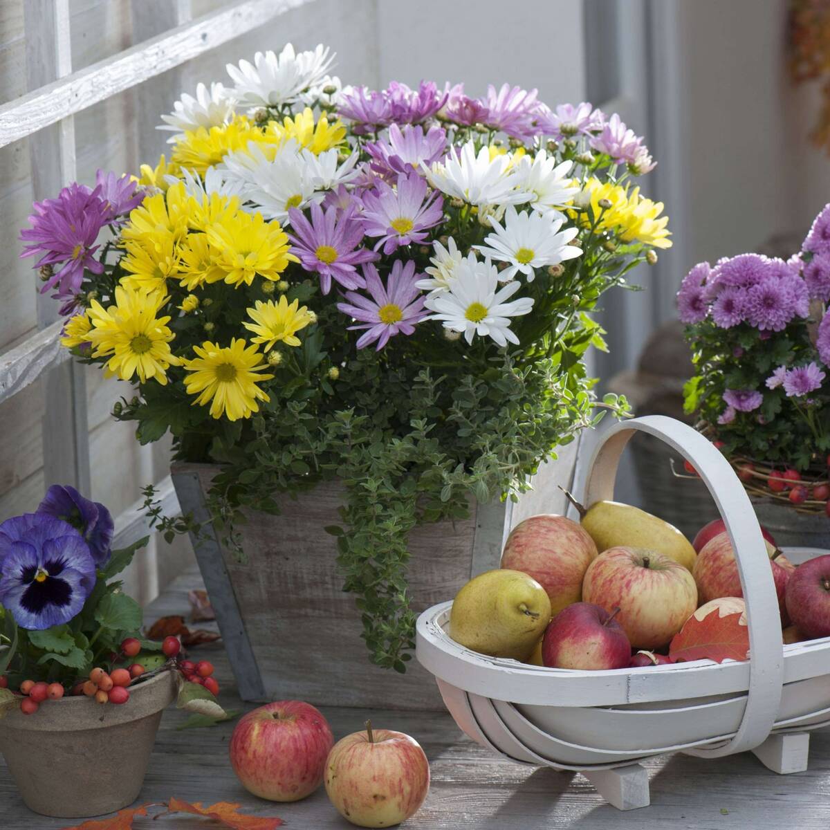 Dreifarbige Herbst-Chrysantheme - Bunt | Bild 1