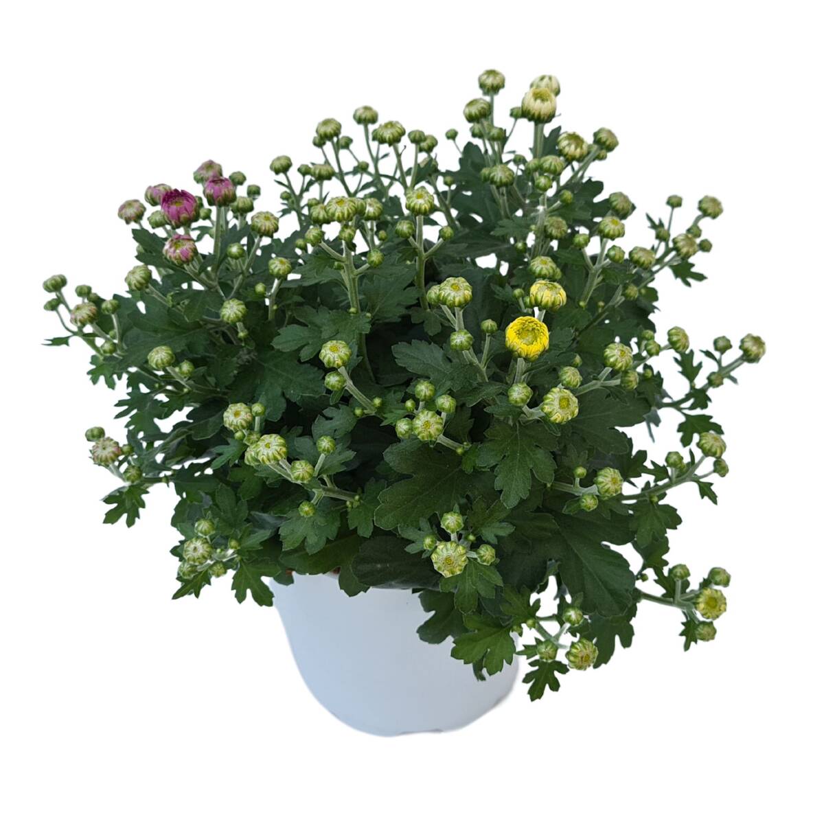 Dreifarbige Herbst-Chrysantheme - Bunt | Bild 2