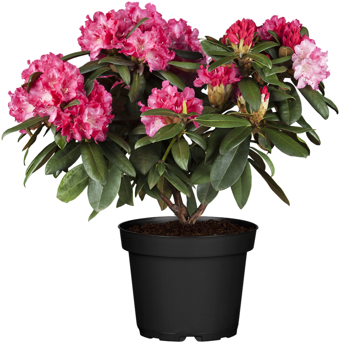 Easydendron® 'Anuschka' (Easydendron ® yakushimanum 'Anuschka') - Rosa - immergrün - winterhart | Bild 2