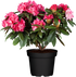 Easydendron® 'Anuschka' (Easydendron ® yakushimanum 'Anuschka') - Rosa - immergrün - winterhart | Bild 2