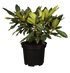 Easydendron® 'Kabarett®' (Easydendron ® Hybride 'Kabarett®') - Rosa - immergrün - winterhart | Bild 2