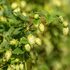 Echter Hopfen 'Nordbrau' (Humulus lupulus 'Nordbrau') - Grün - sommergrün - winterhart | Bild 1