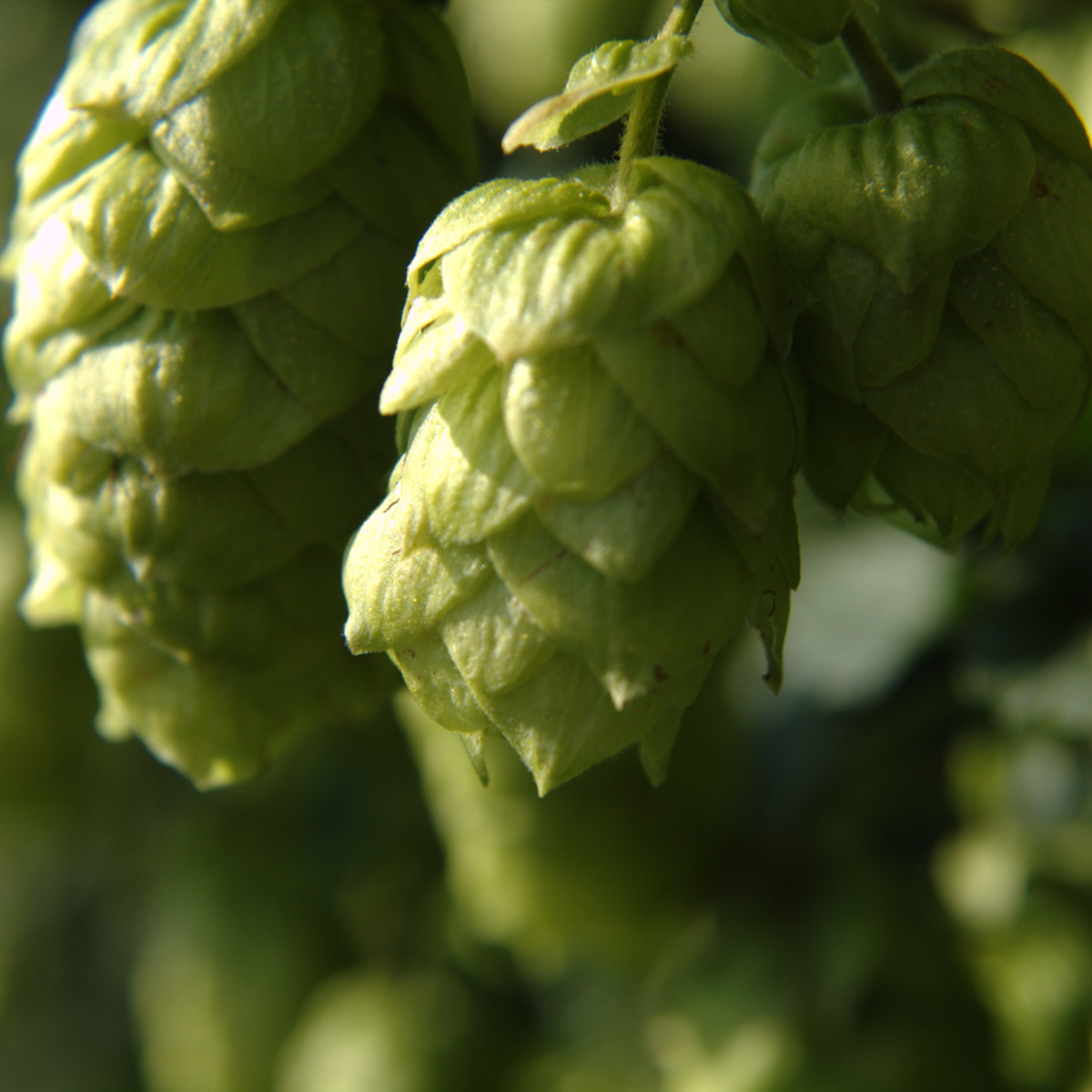 Echter Hopfen 'Pure' (Humulus lupulus 'Pure') - Grün - sommergrün - winterhart | Bild 1
