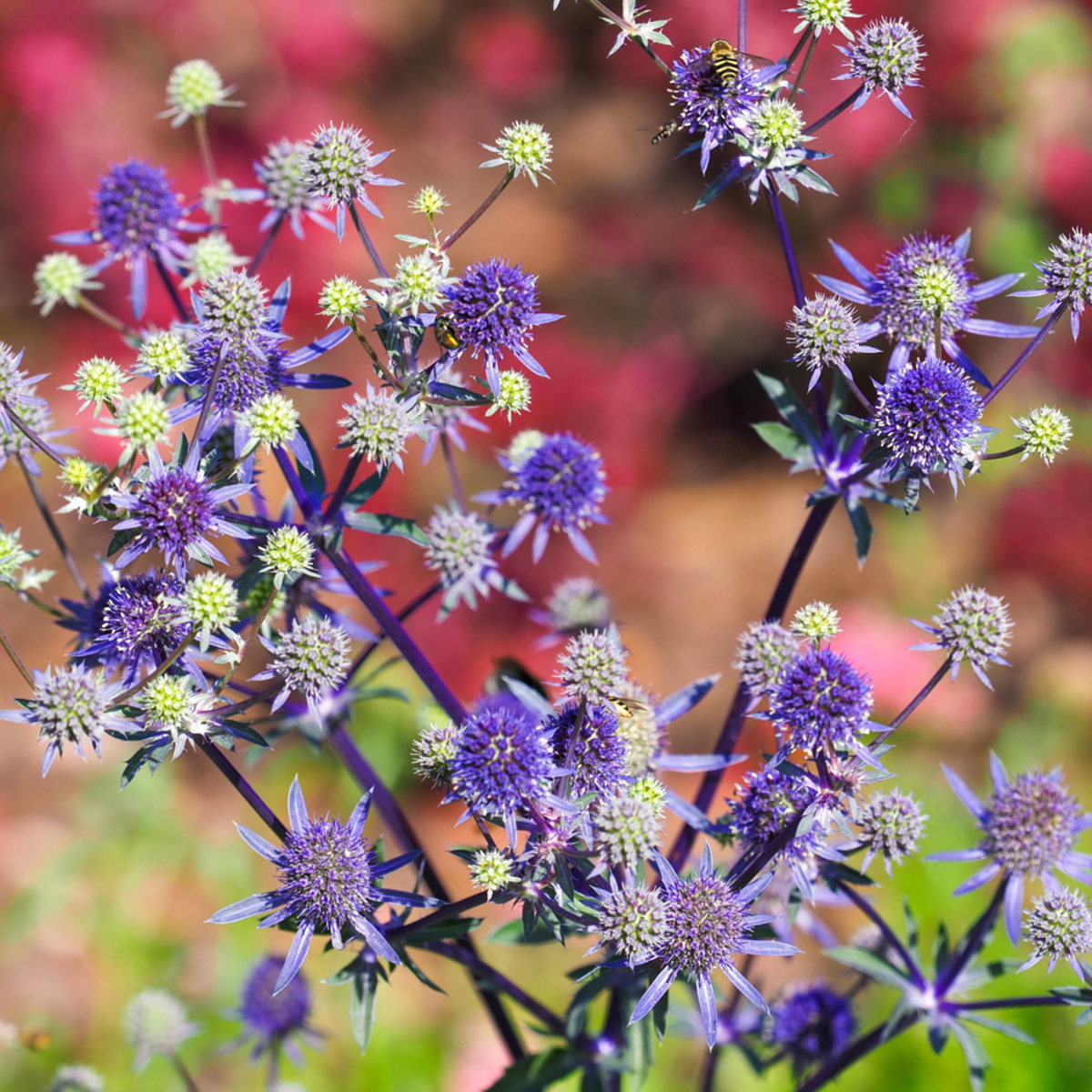 Edeldistel 'Blue Hobbit' (Eryngium planum 'Blue Hobbit') - Blau - sommergrün - winterhart | Bild 1