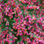Edelginster 'Burkwoodii' (Cytisus scoaprius 'Burkwoodii') - Rot - sommergrün - winterhart | Bild 1