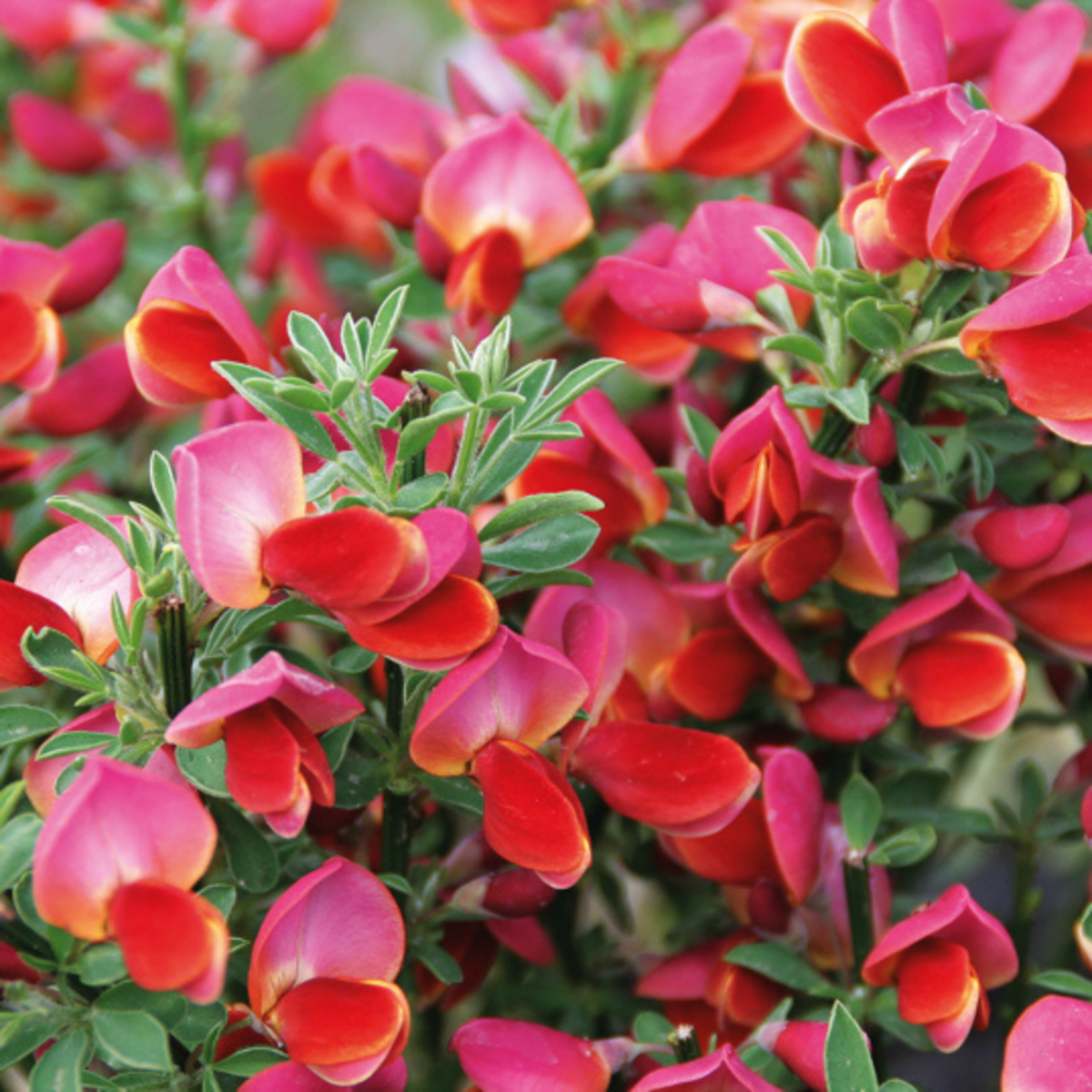 Edelginster 'Eva' (Cytisus scoparius 'Eva') - Rot - sommergrün - winterhart | Bild 1