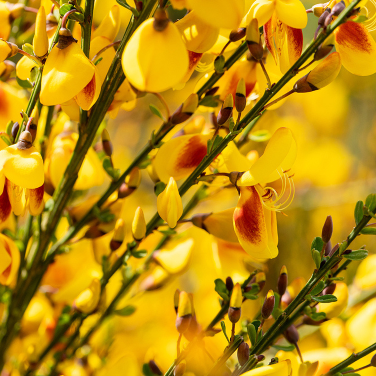 Edelginster 'Jessica' (Cytisus scoparius 'Jessica') - Gelb - sommergrün - winterhart | Bild 1
