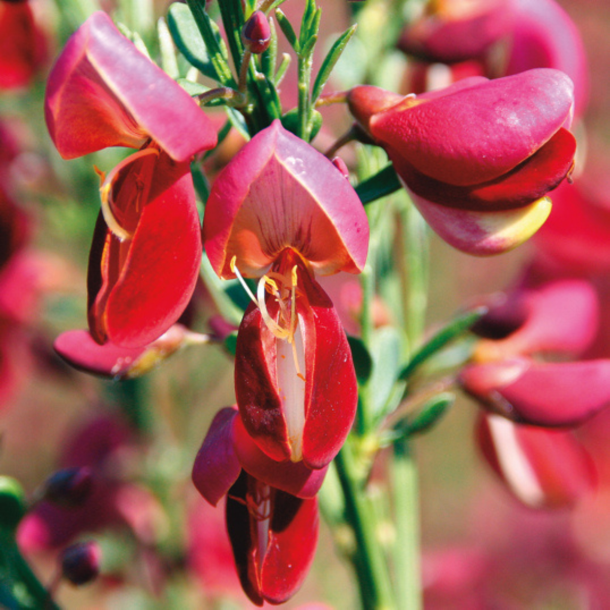 Edelginster 'Johnsons Crimson' (Cytisus scoparius 'Johnsons Crimson') - Orange - sommergrün - winterhart | Bild 1