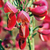 Edelginster 'Johnsons Crimson' (Cytisus scoparius 'Johnsons Crimson') - Orange - sommergrün - winterhart | Bild 1