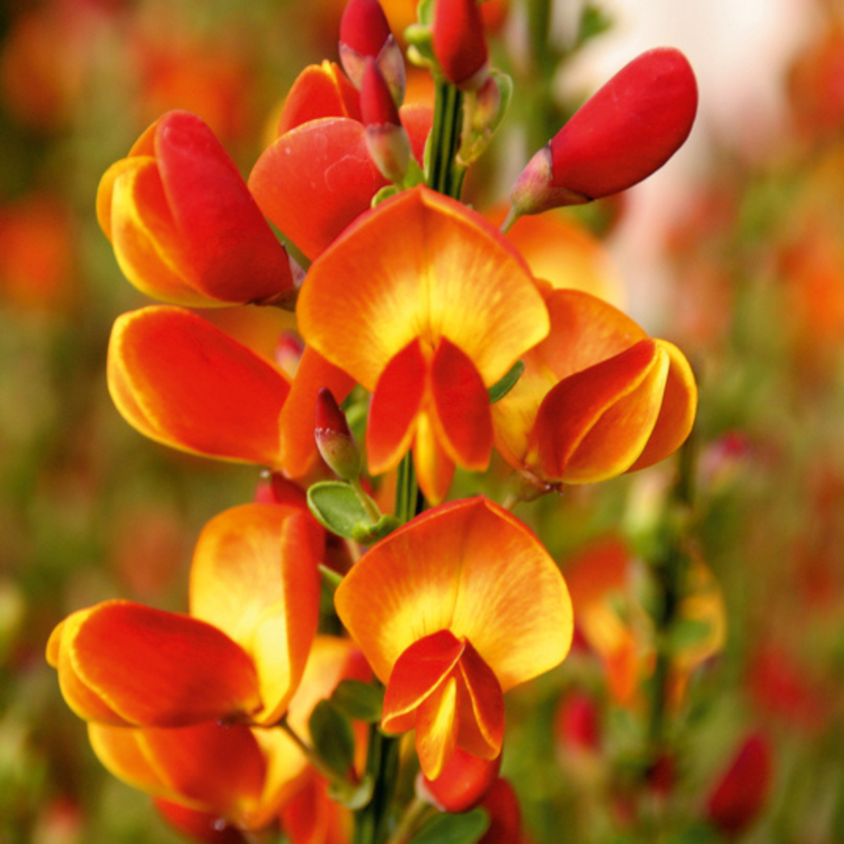 Edelginster 'Lena' (Cytisus scoparius 'Lena') - Gelb - sommergrün - winterhart | Bild 1