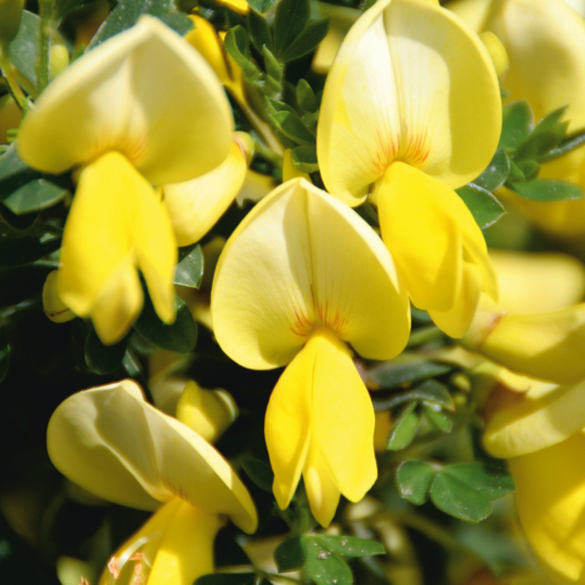 Edelginster 'Luna' (Cytisus scoparius 'Luna') - Gelb - sommergrün - winterhart | Bild 1
