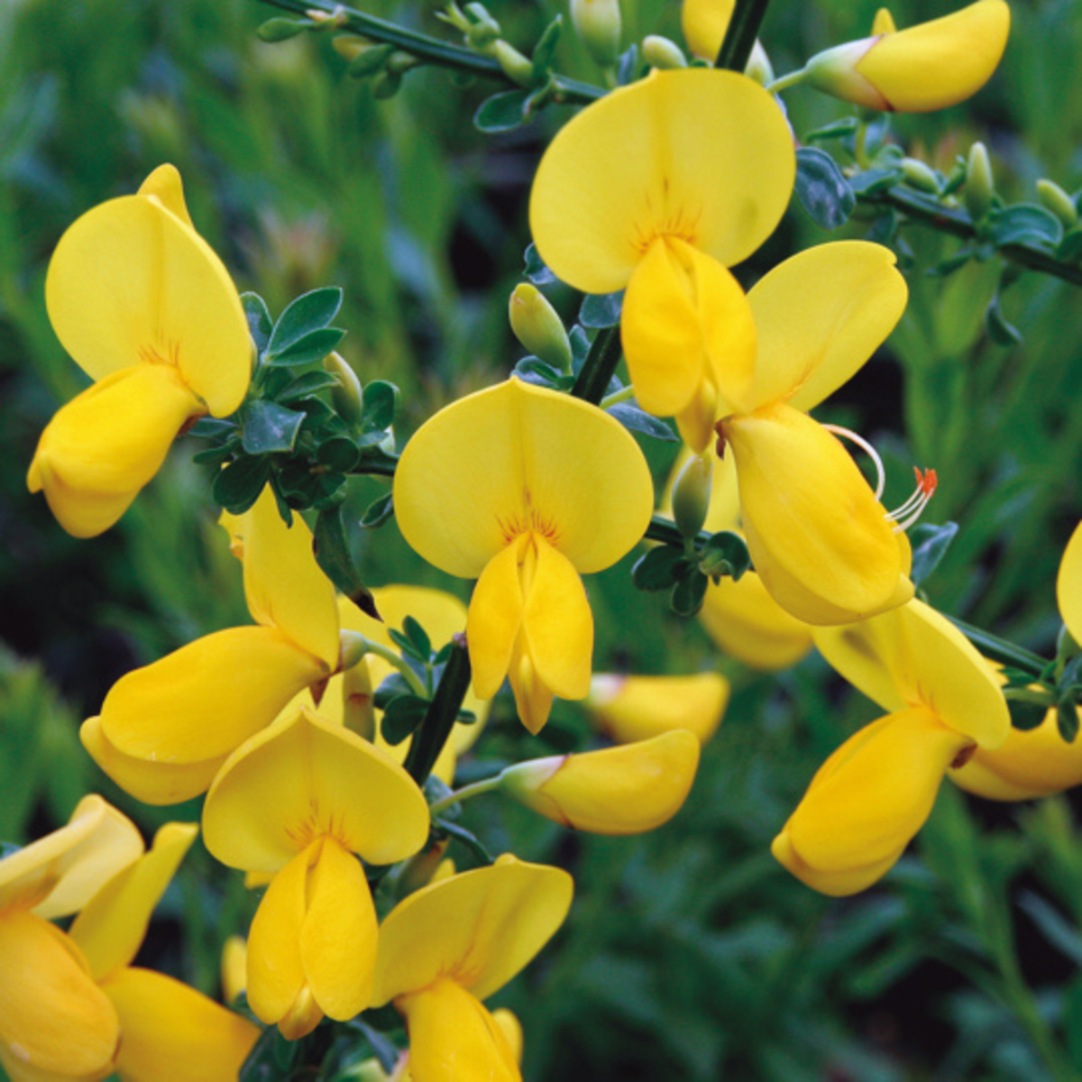 Edelginster 'Lunagold' (Cytisus scoparius 'Lunagold') - Gelb - sommergrün - winterhart | Bild 1