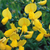 Edelginster 'Lunagold' (Cytisus scoparius 'Lunagold') - Gelb - sommergrün - winterhart | Bild 1
