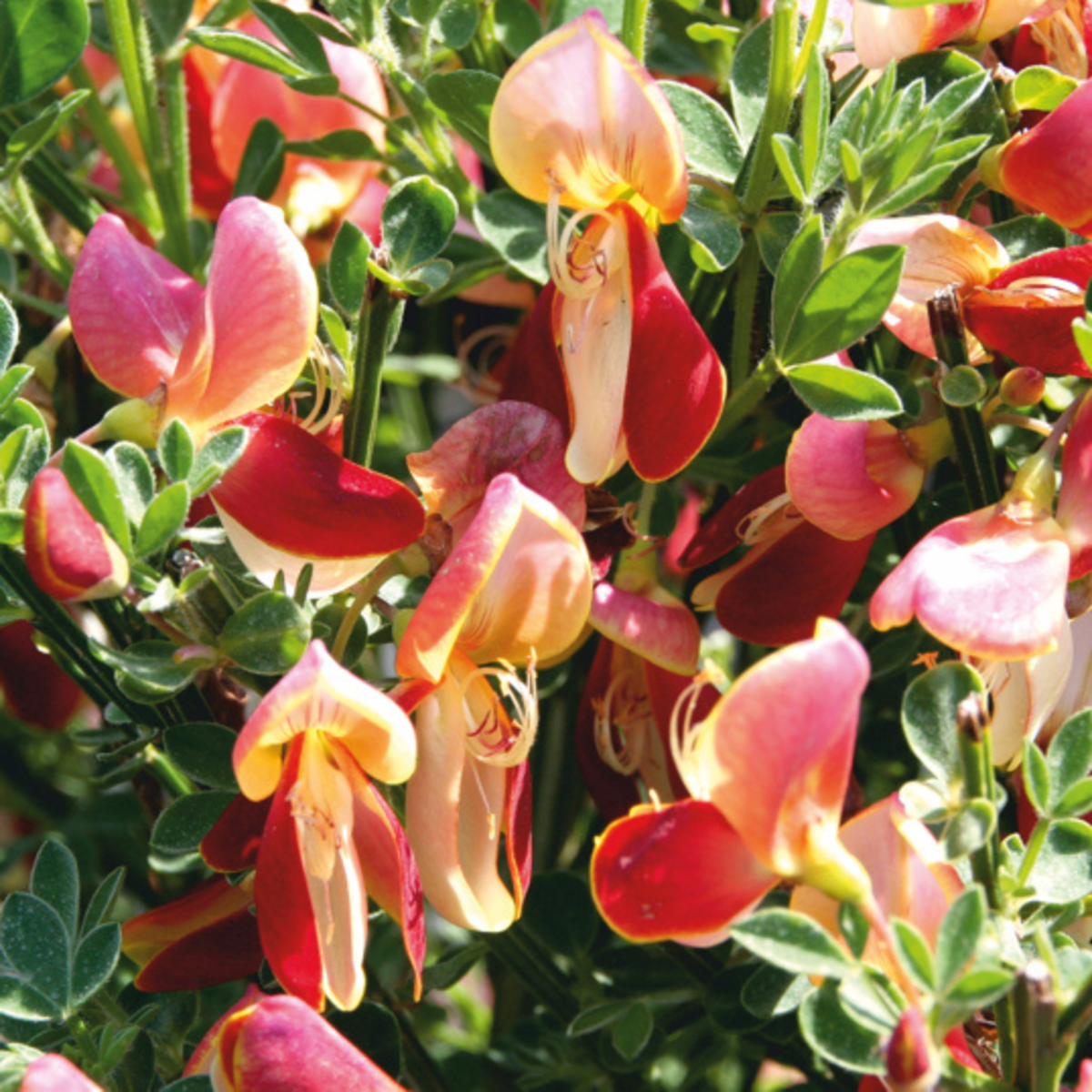 Edelginster 'Palette' (Cytisus scoparius 'Palette') - Rot - sommergrün - winterhart | Bild 1