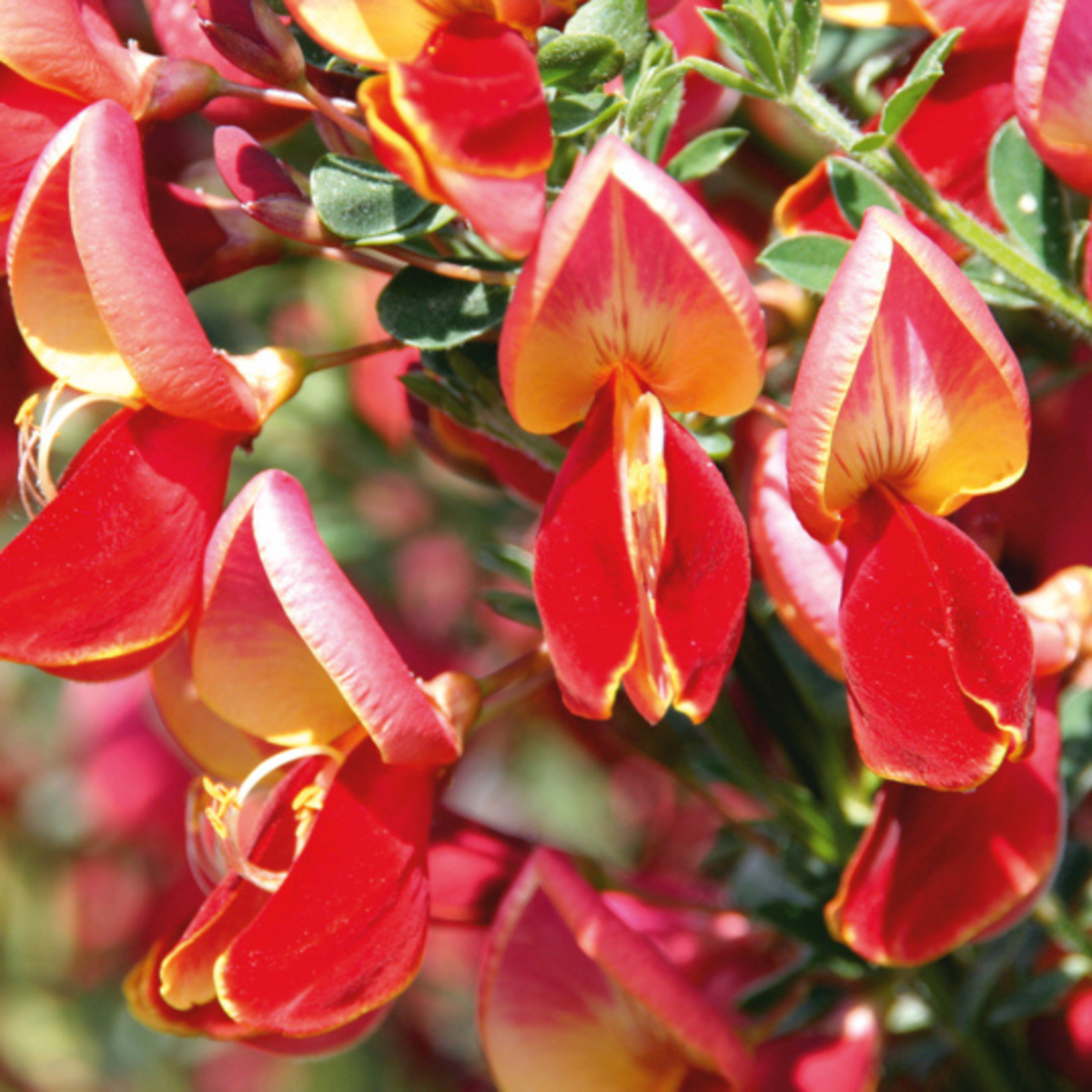 Edelginster 'Roter Favorit' (Cytisus scoparius 'Roter Favorit') - Rot - sommergrün - winterhart | Bild 1