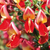 Edelginster 'Roter Favorit' (Cytisus scoparius 'Roter Favorit') - Rot - sommergrün - winterhart | Bild 1