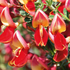Edelginster 'Roter Favorit' (Cytisus scoparius 'Roter Favorit') - Rot - sommergrün - winterhart | Bild 1