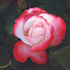 Edelrose 'Nostalgie®' (Rosa Hybriden 'Nostalgie®') - Weiß - winterhart | Bild 1
