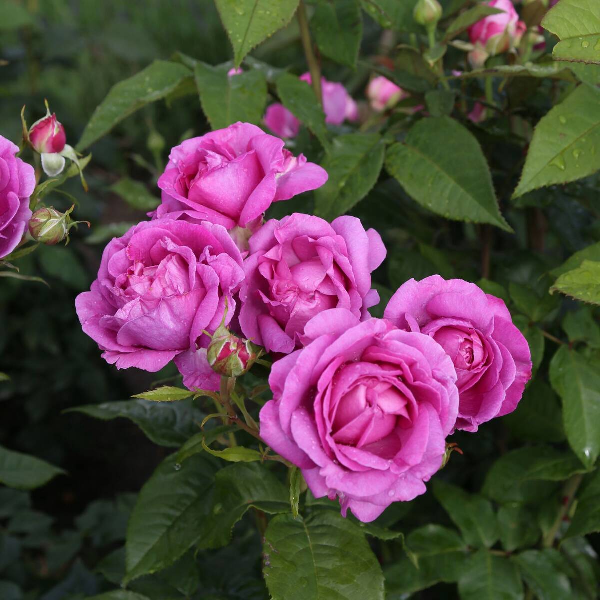 Edelrose Parfuma® 'Carmen Würth®' (Rosa Hybriden 'Carmen Würth®') - Violett - winterhart | Bild 1